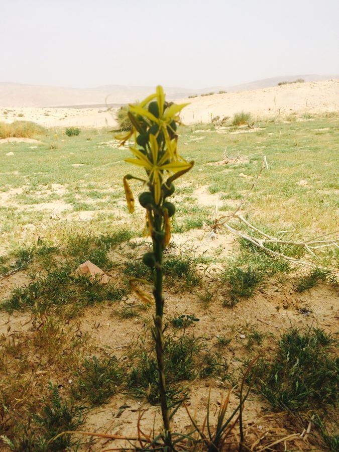 My Home Petra Wadi Musa Zewnętrze zdjęcie